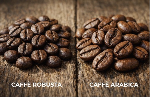 Confronto chicchi caffè: Arabica (solco a S) vs Robusta (solco dritto)