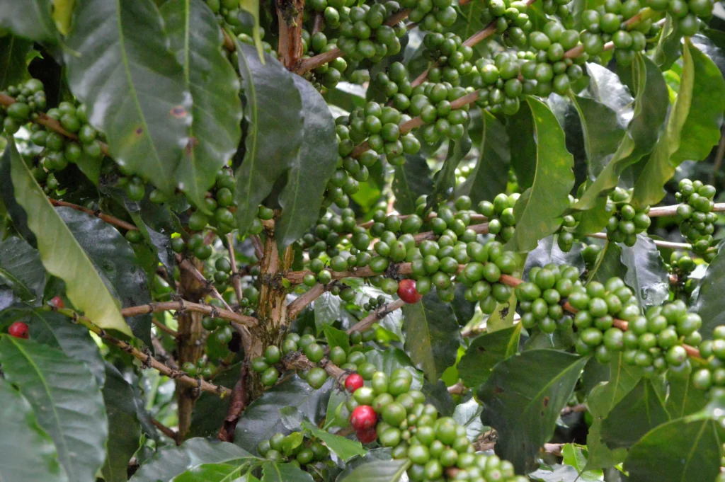 green coffee properties